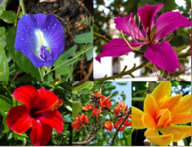 पांच फूल बड़े गुणवान, नख से शिखा तक का रखते हैं खास ख्याल