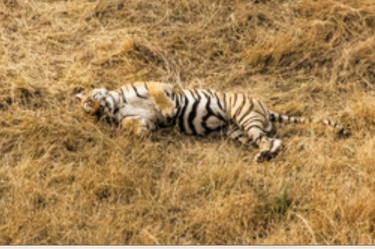 मध्य प्रदेश : कान्हा टाइगर रिजर्व में बाघिन की मौत 