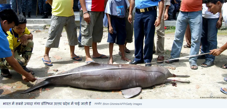 पहली बार पता चला कि भारत में कितनी गंगा डॉल्फिन हैं