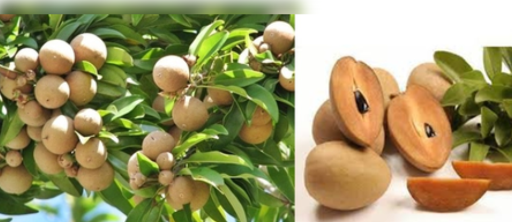सेहत के लिए फायदेमंद मीठा-मीठा चीकू, हड्डियों को बनाए मजबूत, तो दूर करे कमजोरी