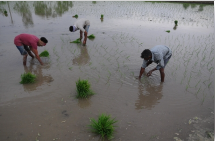 अच्छे मानसून का असर, कृषि से जुड़े सेक्टर्स की आय में 10-15 प्रतिशत की होगी वृद्धि