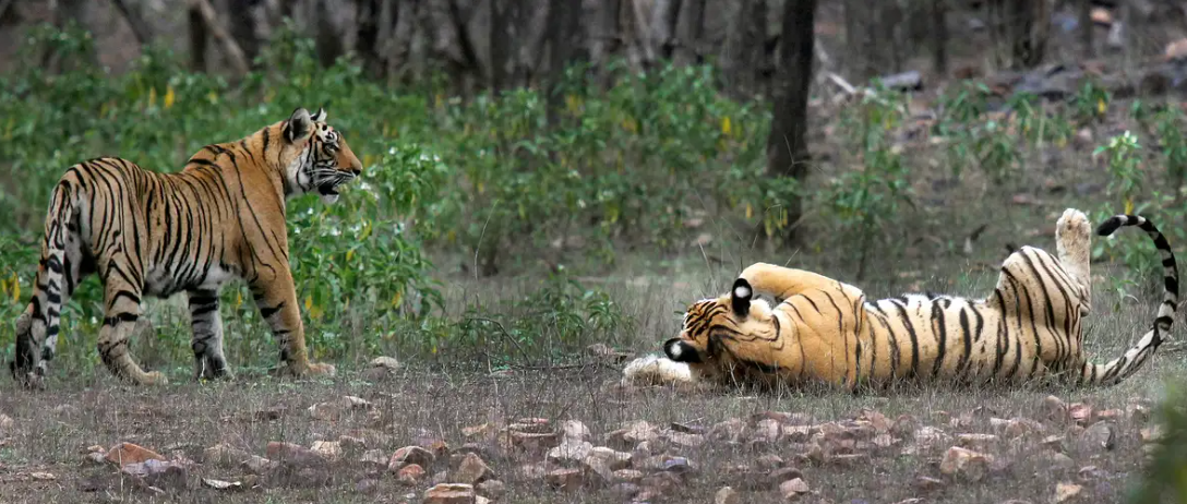 भारत में बाघ तो बढ़े लेकिन जंगलों में शिकार का संकट