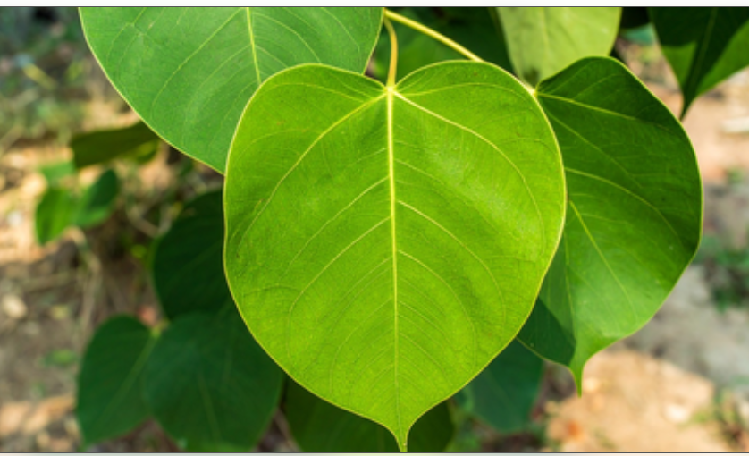 विश्व पर्यावरण दिवस : पृथ्वी के रक्षक तो इंसान के खास मित्र हैं पीपल समेत ये पांच वृक्ष