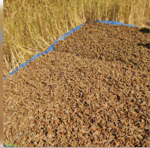 सुपरफूड ‘मिलेट्स’ खाना शुरू करें, पेट की समस्याएं होंगी दूर