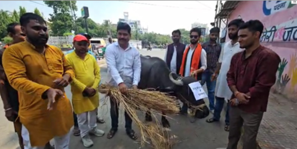 जेडीयू कार्यकर्ताओं ने भैंस को चारा खिलाकर मनाया लालू यादव का जन्‍मदिन