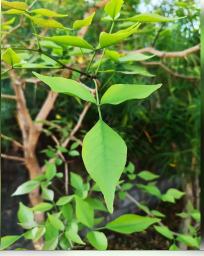 बेल के पत्तों में छिपे हैं अजब-गजब गुण! शोध में खुलासा