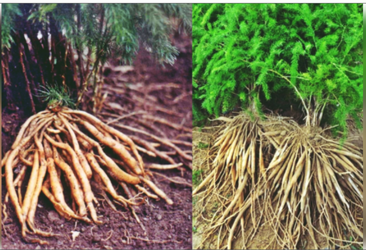 शतावरी : हर स्त्री के लिए आयुर्वेद का वरदान