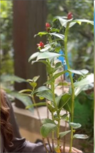 मधुमेह के मरीजों का खास दोस्त ‘इंसुलिन प्लांट’, खूबियां इसमें अनगिनत 