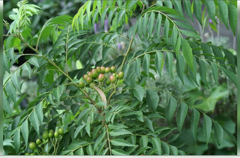 मीठा नीम : स्वाद और सेहत का अनमोल खजाना