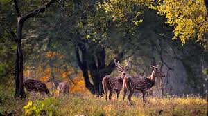  पर्यटन के लिए ओडिशा सरकार की वन्यजीव पाबंदियों में ढील देने की योजना, विशेषज्ञों ने चेताया