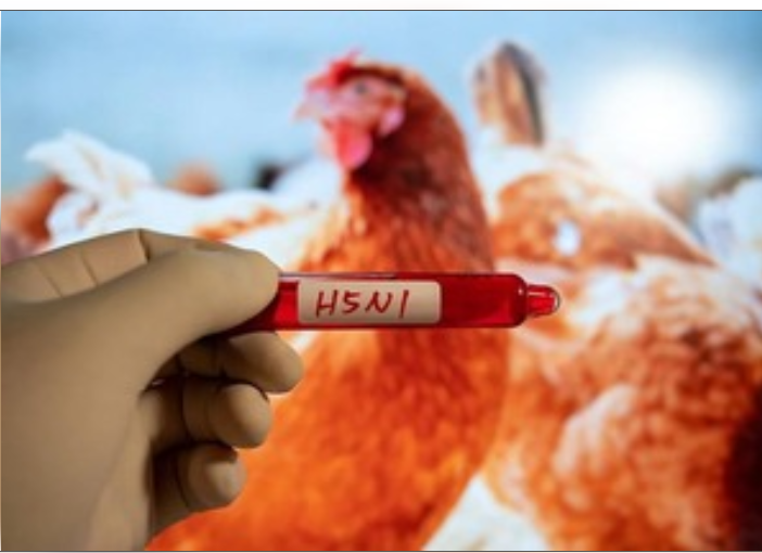 कंबोडिया में अभी तक तक एच5एन1 बर्ड फ्लू का सातवां मामला दर्ज नोम