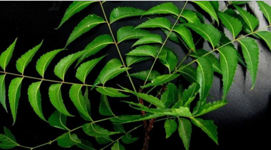 सुबह बासी मुंह खाने से कई बीमारियों को दूर भगाती है नीम की पत्ती