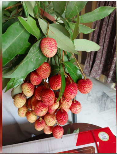 भारत ने कतर के लिए पठानकोट से गुलाब की खुशबू वाली लीची भेजी, पहली खेप रवाना 