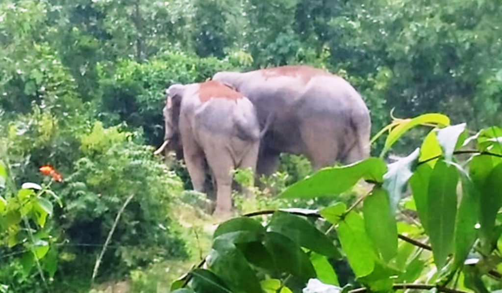 रतनपुर के जंगलों में पहुंचा हाथियों का झुंड, गांव-गांव कराई जा रही मुनादी रतनपुर के जंगलों में पहुंचा हाथियों का झुंड, गांव-गांव कराई जा रही मुनादी