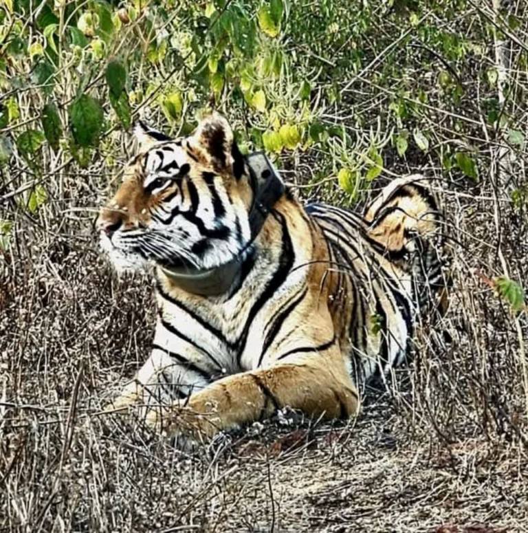 कर्नाटक में पांच बाघों की मौत: मंत्री ने दो अधिकारियों को किया निलंबित कर्नाटक में पांच बाघों की मौत: मंत्री ने दो अधिकारियों को किया निलंबित