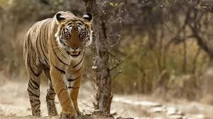 केरल: मलप्पुरम में व्यक्ति की जान लेने वाला बाघ 53 दिन की तलाश के बाद पकड़ा गया केरल: मलप्पुरम में व्यक्ति की जान लेने वाला बाघ 53 दिन की तलाश के बाद पकड़ा गया