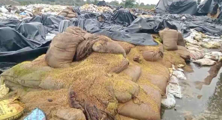 अमरताल धान संग्रहण केंद्र डूबा, लाखों क्विंटल धान सड़ने लगा, विधायक ने उठाए सवाल अमरताल धान संग्रहण केंद्र डूबा, लाखों क्विंटल धान सड़ने लगा, विधायक ने उठाए सवाल