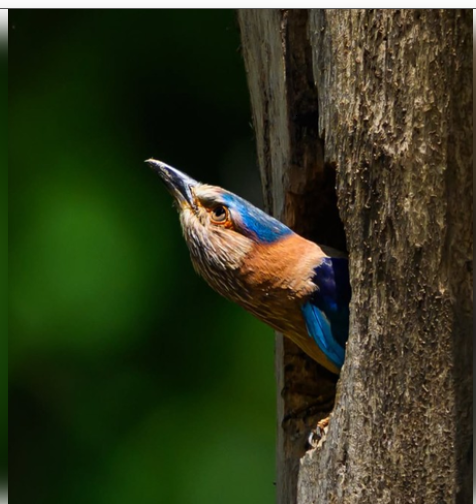 सावन विशेष: नीलकंठ पक्षी का महादेव से है संबंध, दर्शन से मिलता है अक्षुण्ण फल 