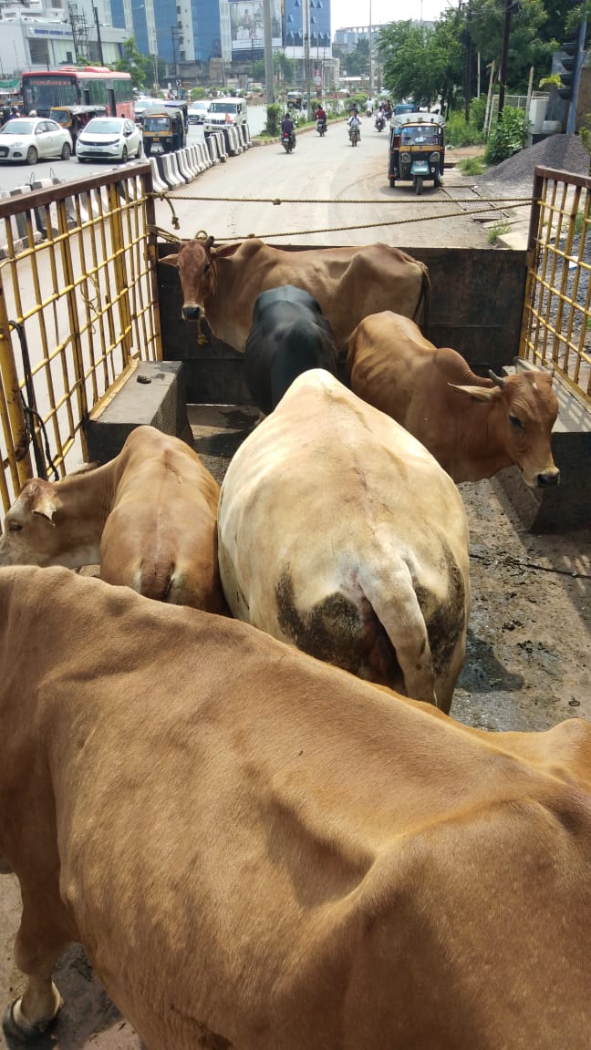 सड़कों से आवारा पशुओं का धरपकड़ कर गौठानो में के हवाले सड़कों से आवारा पशुओं का धरपकड़ कर गौठानो में के हवाले