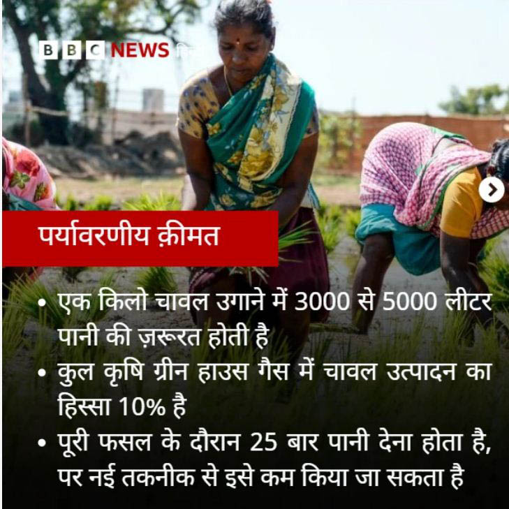 एक किलो चावल उगाने में  इतना पानी होता है खर्च