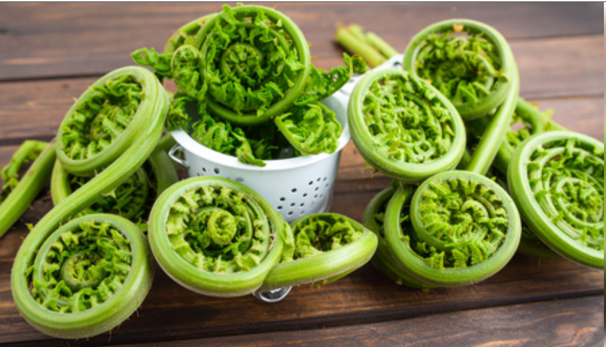 बरसात में सेहत का रखवाला 'लिंगुड़ा', बीपी कंट्रोल करने से लेकर वजन घटाने में मददगार 