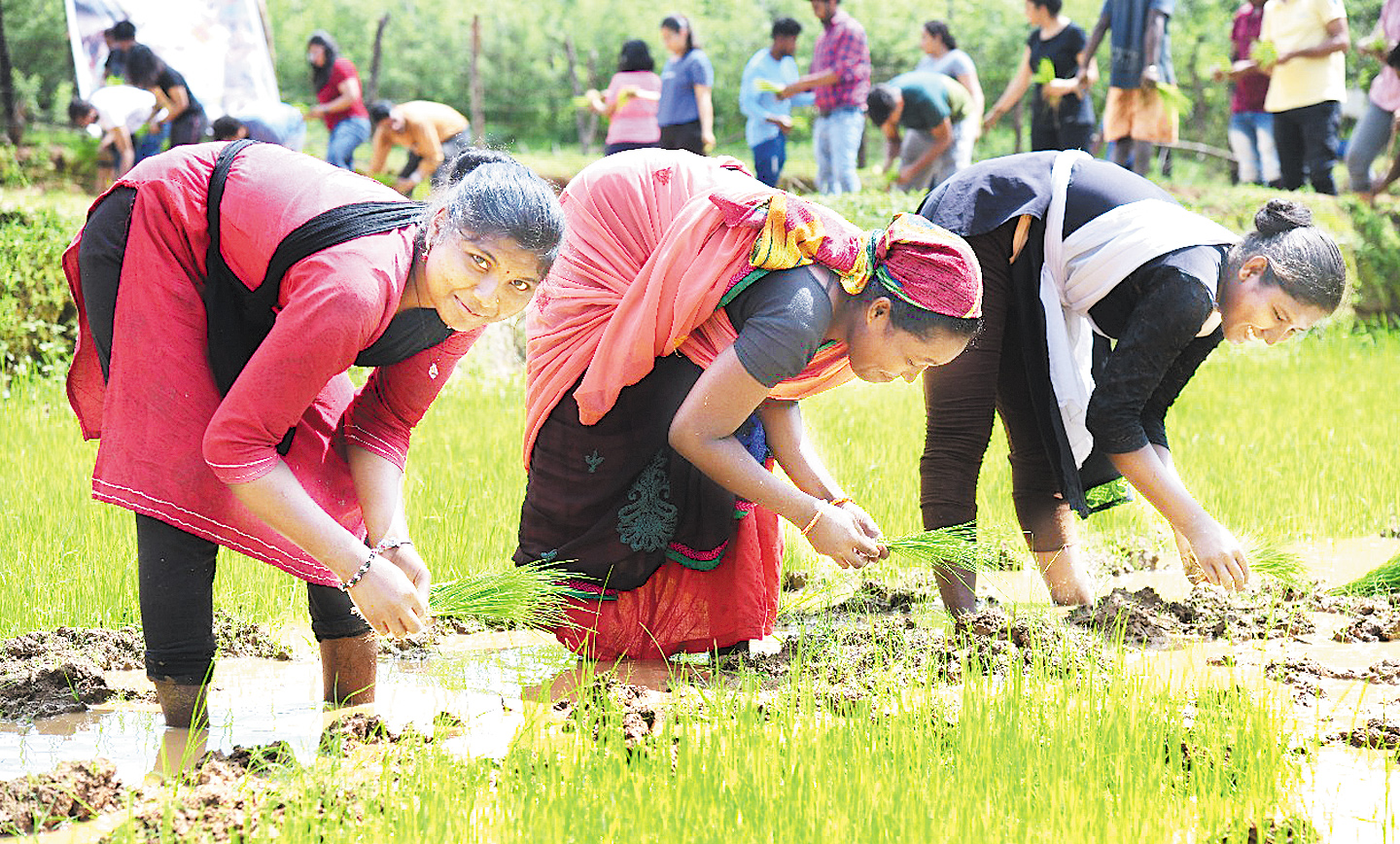 सिस्टम ऑफ राइस इन्टेंसिफिकेशन से खेती को नई दिशा, बालको ने बढ़ाई किसानी आय