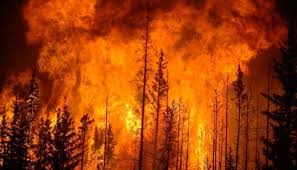 फ़्रांस: जंगल की आग में 13 हज़ार हेक्टेयर खाक, एक महिला की मौत