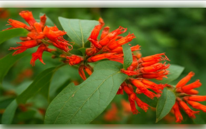 आयुर्वेद का खजाना है धातकी का पौधा, जानें इसके चमत्कारी फायदे