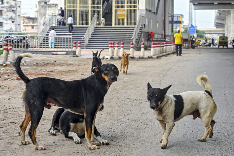 आज मेरी गली के रुस्तम की बात!