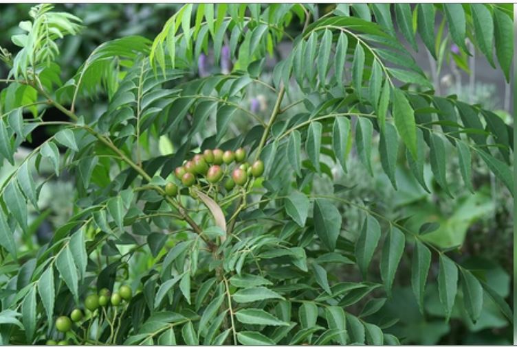 'मीठी नीम के पत्तों' में छिपे हैं कई गुण, दिया गया है 'नेचुरल इंसुलिन बूस्टर' का नाम 