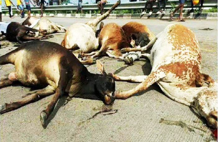 ‘छत्तीसगढ़’ का  संपादकीय : गौमाता की संतानों के प्रदेश में सडक़ों पर थोक-मौतें!