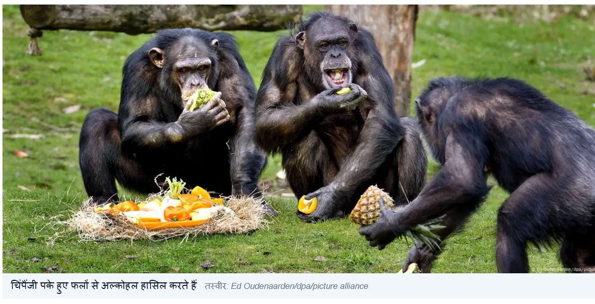 हर दिन एक ड्रिंक के बराबर अल्कोहल लेते हैं चिंपैंजी