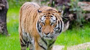 मप्र: बांधवगढ़ अभयारण्य में मादा बाघ शावक की संदिग्ध परिस्थितियों में मौत