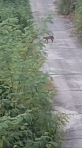 मड़वा प्लांट के पास तेंदुए की दस्तक से दहशत