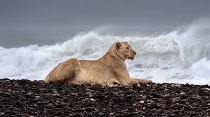 शेरनी की यह तस्वीर है ख़ास, समुद्र तट को क्यों बनाया बसेरा?