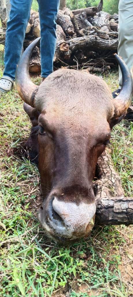 त्योहारी सीजन में चेतावनी के बावजूद नहीं हुई निगरानी, वन विभाग की लापरवाही से हुई गर्भवती बायसन की हत्या