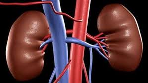 भारत 2023 में गंभीर गुर्दा रोग से मरीजों की संख्या के मामले में दूसरे स्थान पर रहा: अध्ययन