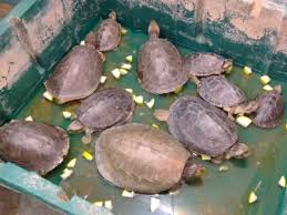 इटावा में लुप्तप्राय प्रजाति के 197 कछुए बरामद, दो तस्कर गिरफ्तार