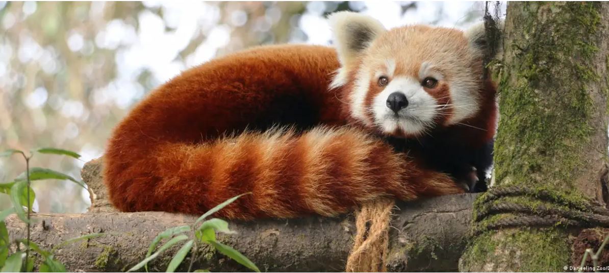 कैसे बचाए जा रहे हैं भारत के अनोखे रेड पांडा