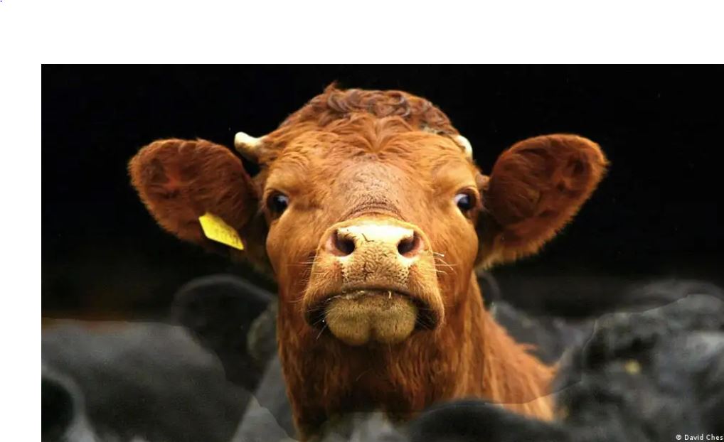 ‘मॉब लिंचिंग’ केस क्यों वापस लेना चाहती है यूपी सरकार?