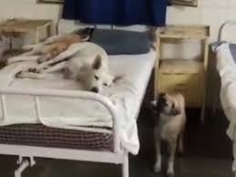 खंडवा के सरकारी स्वास्थ्य केंद्र में मरीजों के बिस्तर पर दिखे कुत्ते; कर्मचारी बर्खास्त