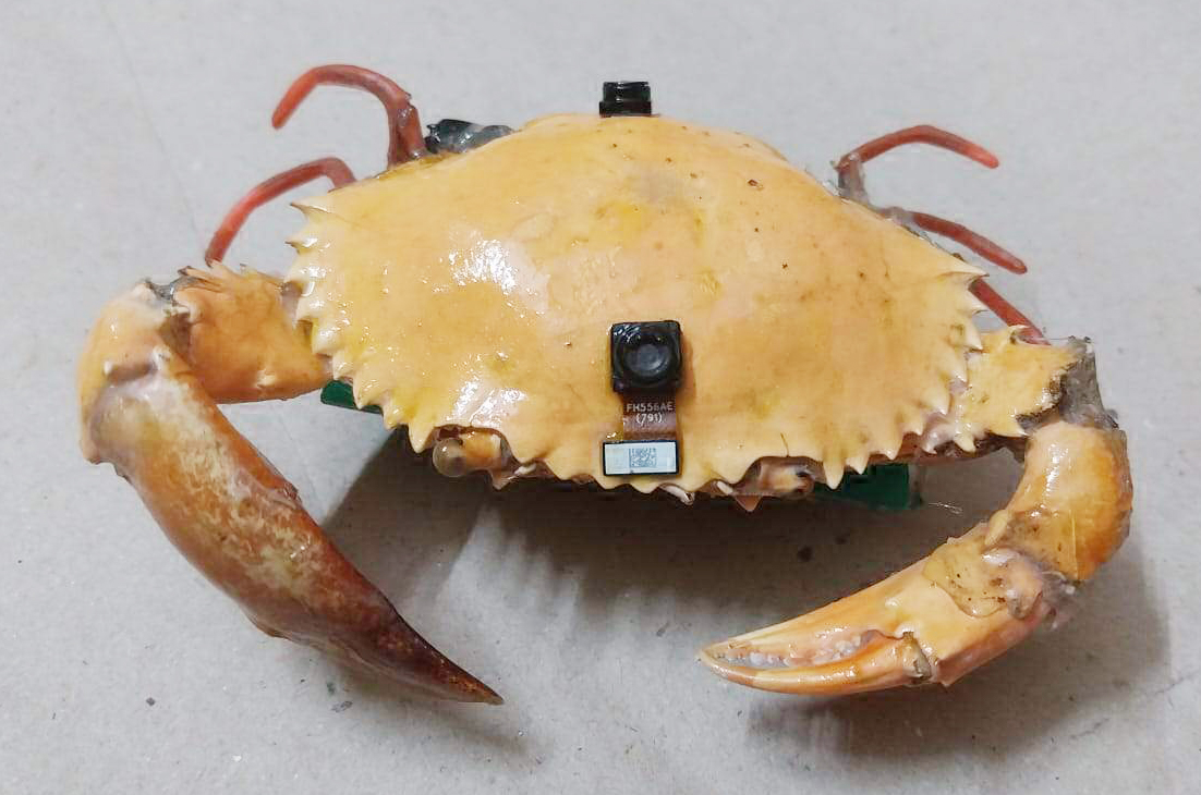 युवा इंजीनियर ने बनाया रोबोटिक केकड़ा