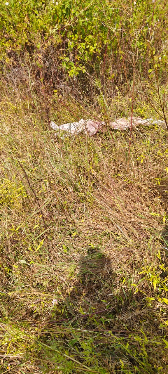 बाघ का हमला, चरवाहे की मौत