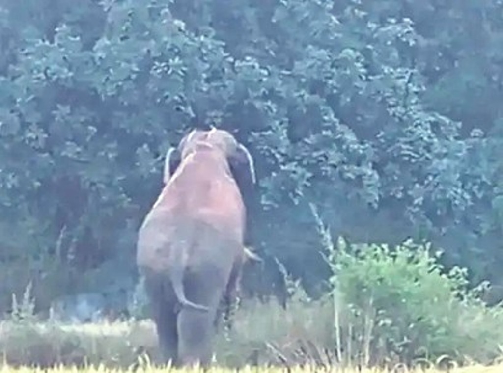 मरवाही में अनूपपुर से हाथी की एंट्री, फसलों को नुकसान पहुंचाया