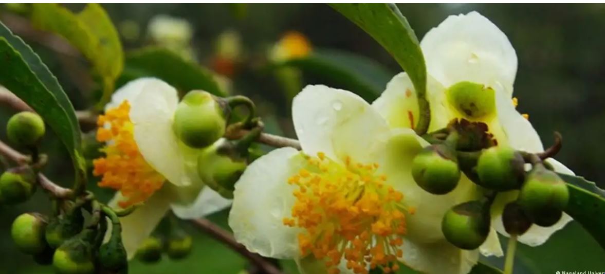 भारत: चाय के फूलों से ऐसे सुधरेगी सेहत और अर्थव्यवस्था