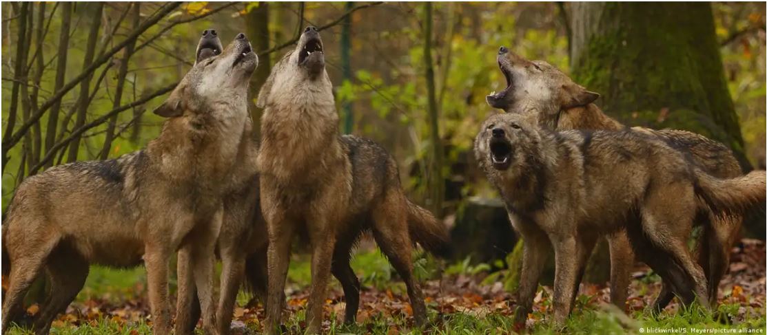 बहराइच में भेडिय़ों के बढ़ते हमलों से दहशत