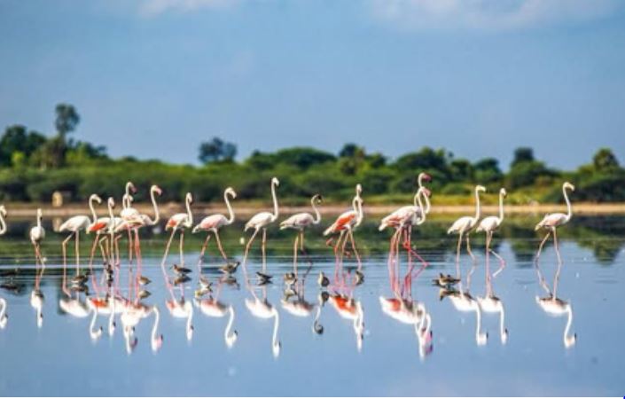 तमिलनाडु : पुलिकट अभयारण्य के लिए इको-सेंसिटिव जोन मैप का ड्राफ्ट फाइनल, मंजूरी के लिए केंद्र को भेजा गया 