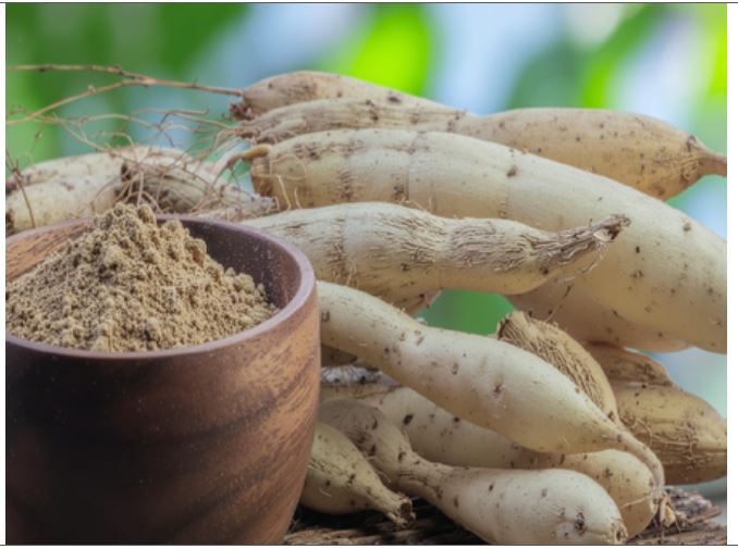 शतावरी: सिर्फ महिलाओं के लिए ही नहीं बल्कि पुरुषों के लिए भी है वरदान