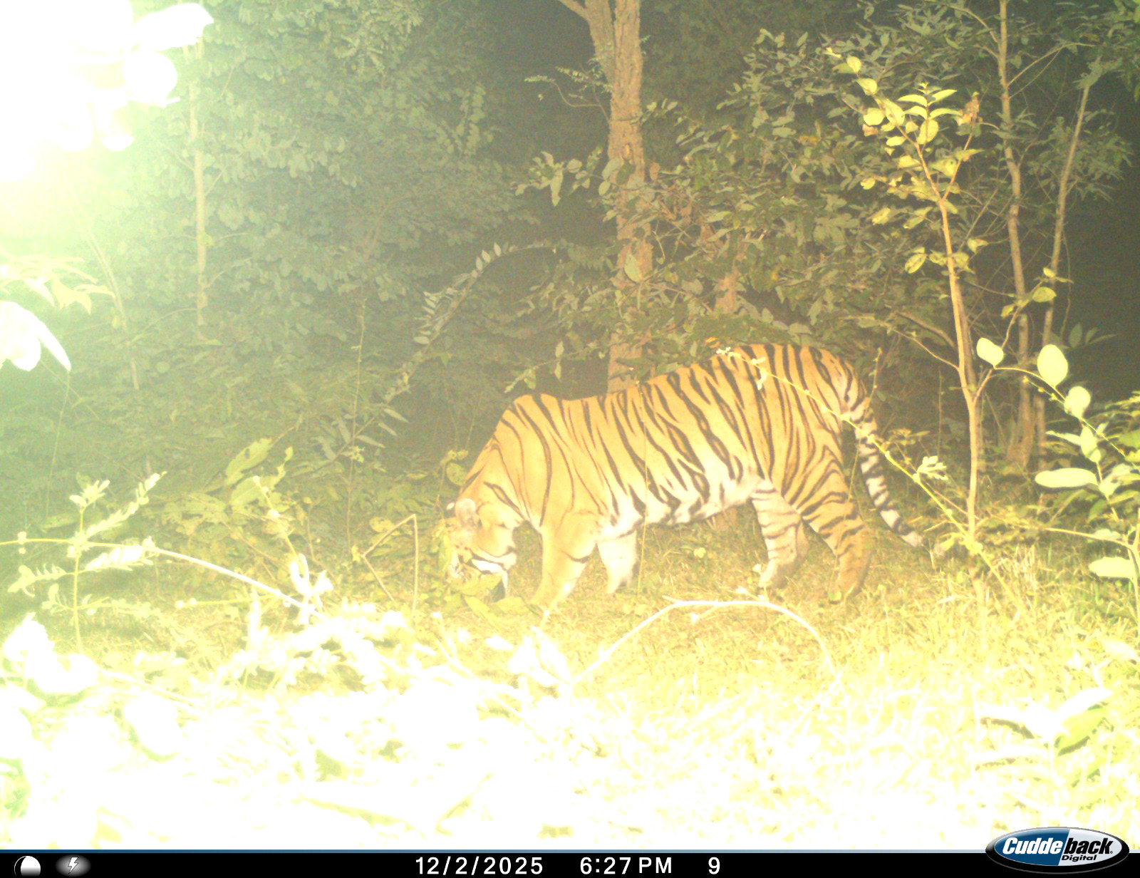 मोहला के नजदीक भोजटोला में बाघ कैमरे में आया नजर