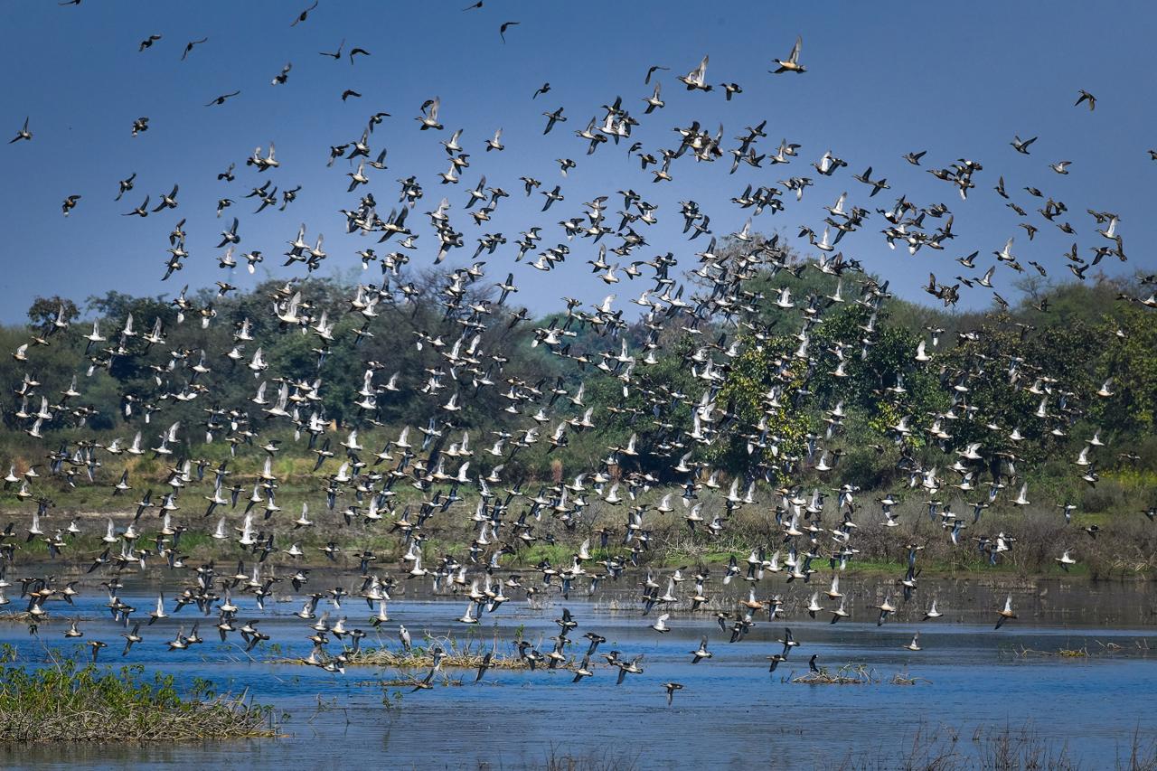 कोपरा जलाशय पहला रामसर साइट घोषित, गर्व का क्षण: साय